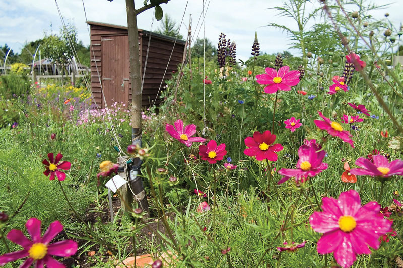 Typical British allotment